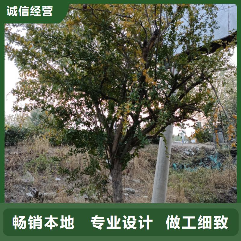 法桐种植基地绿化苗木