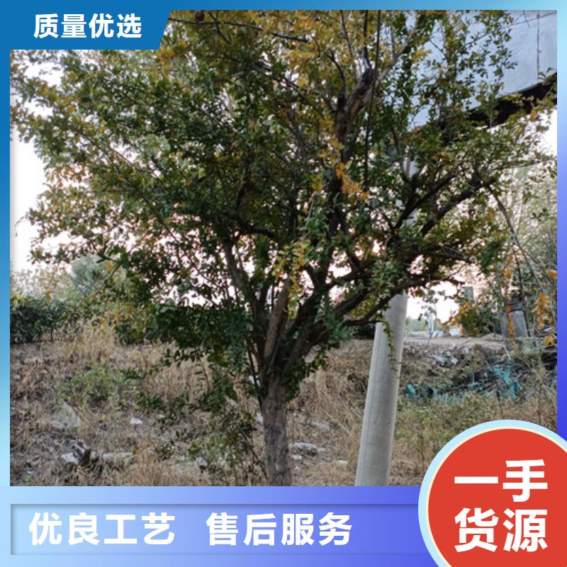 法桐价格优惠苗木基地