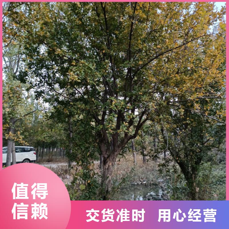 优质法桐的基地