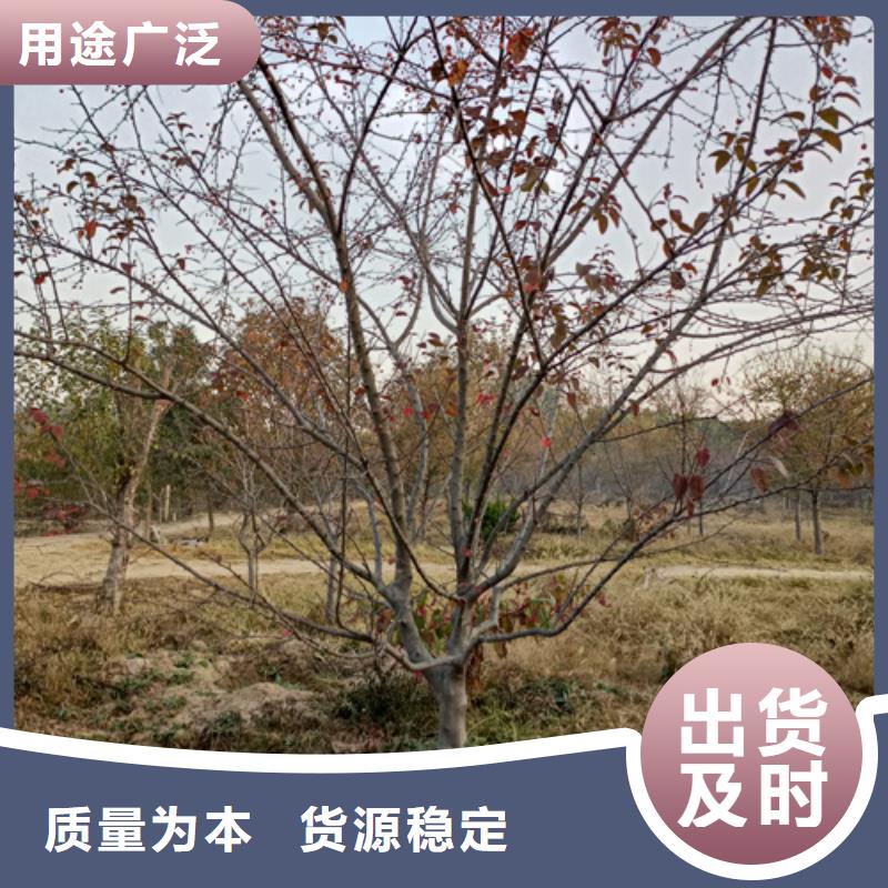 法桐价格种植基地绿化苗木