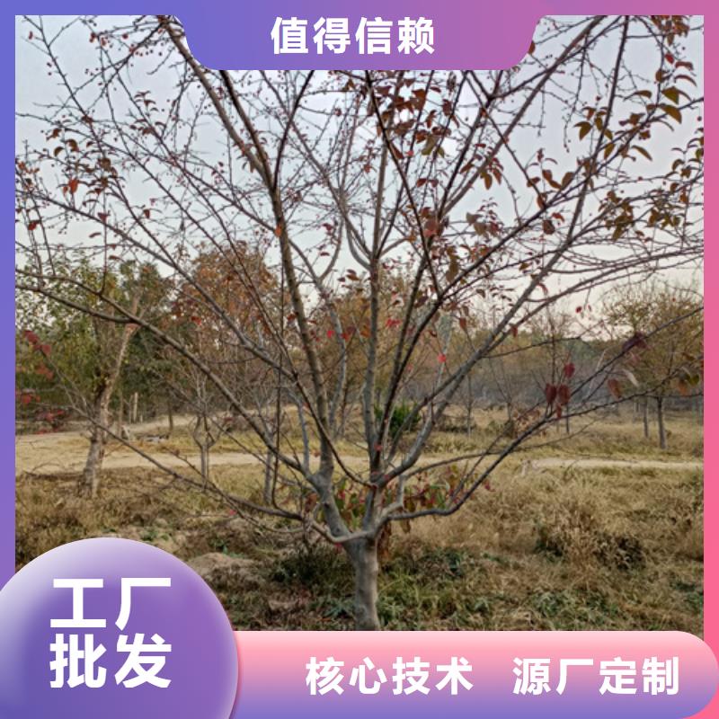 法桐价格种植基地绿化苗木