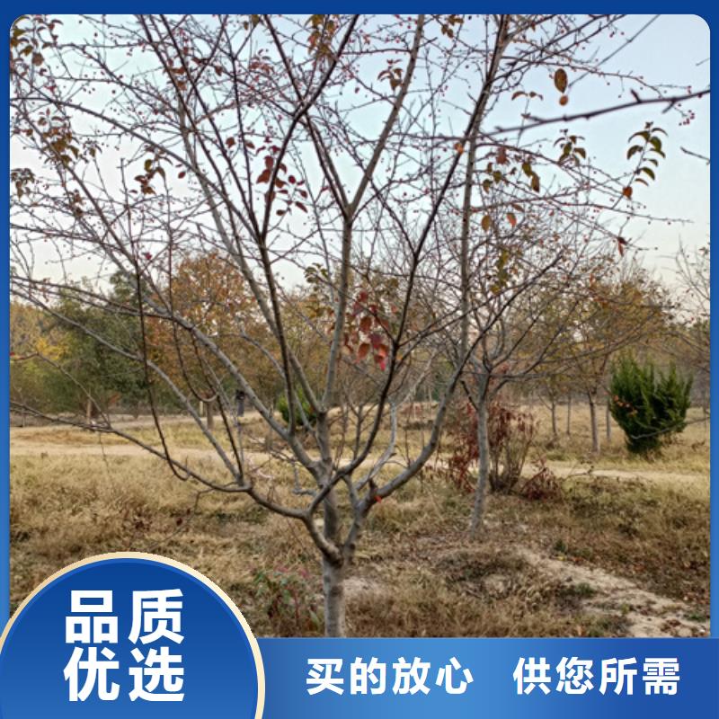 法桐行情种植基地绿化乔木