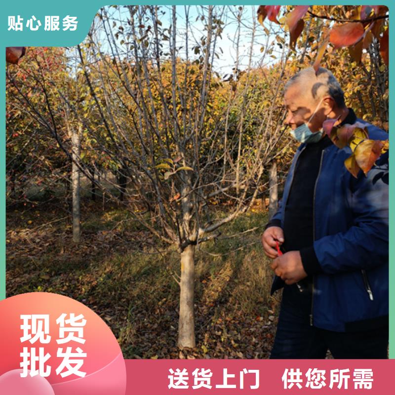 法桐价格种植基地苗木基地