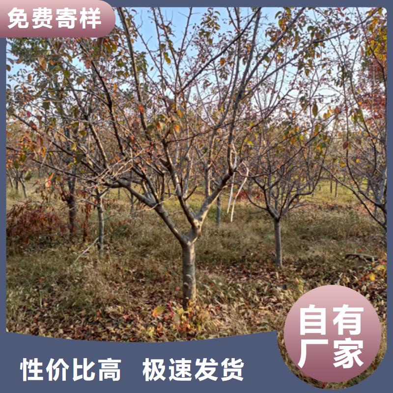 造型法桐现货供应苗木基地