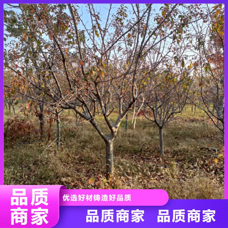 法桐小苗-多年大厂