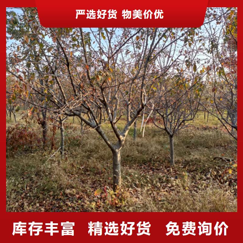 法桐价格现货供应苗木基地