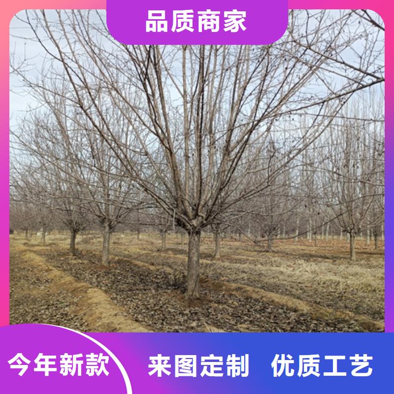 2024价格合理的##法桐厂家##免费咨询