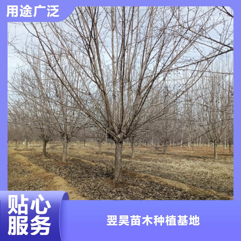 常年供应法桐小苗-价格优惠