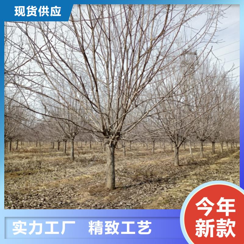 法桐价格种植基地绿化苗木