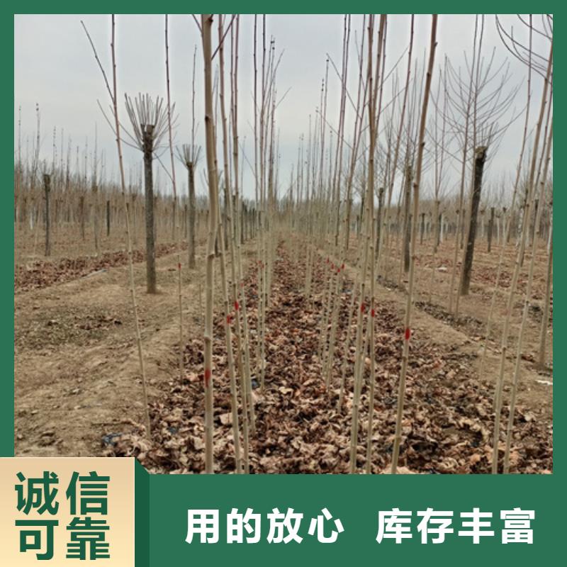 法桐价格质量放心苗木基地