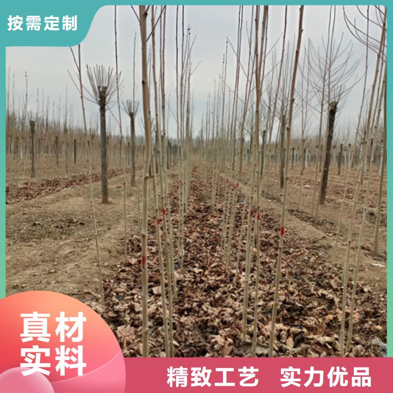 法桐小苗质量放心苗木基地