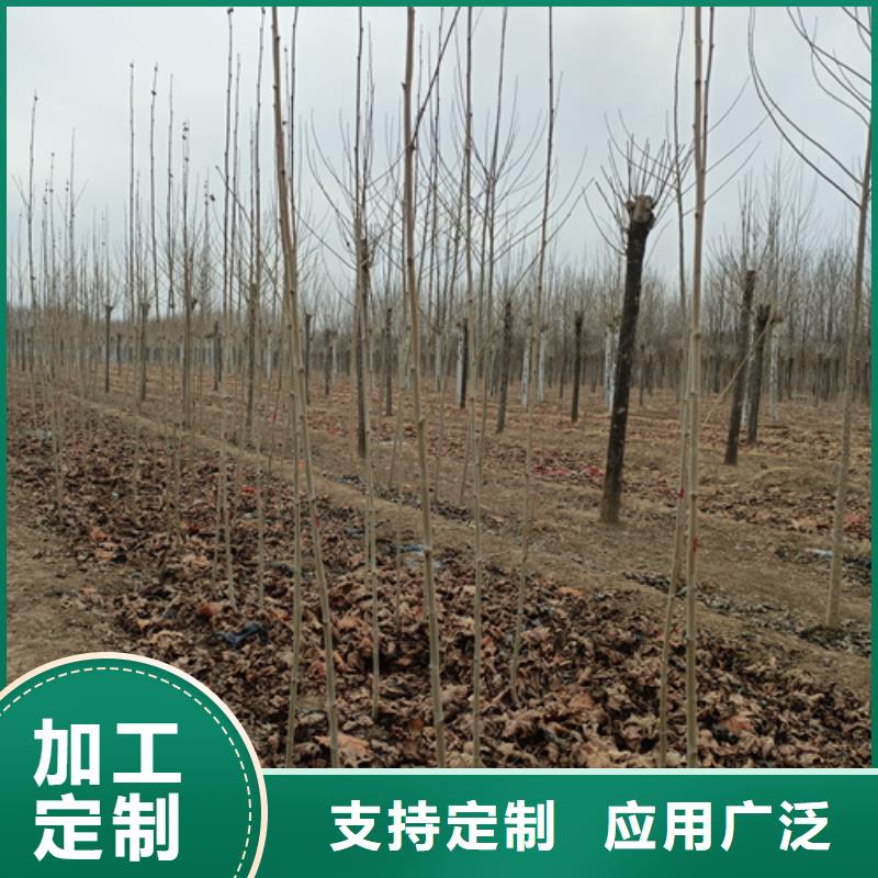 造型法桐种植基地绿化乔木