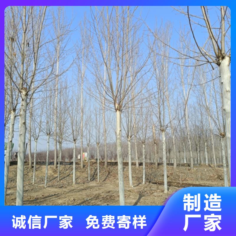 速生法桐-只做精品