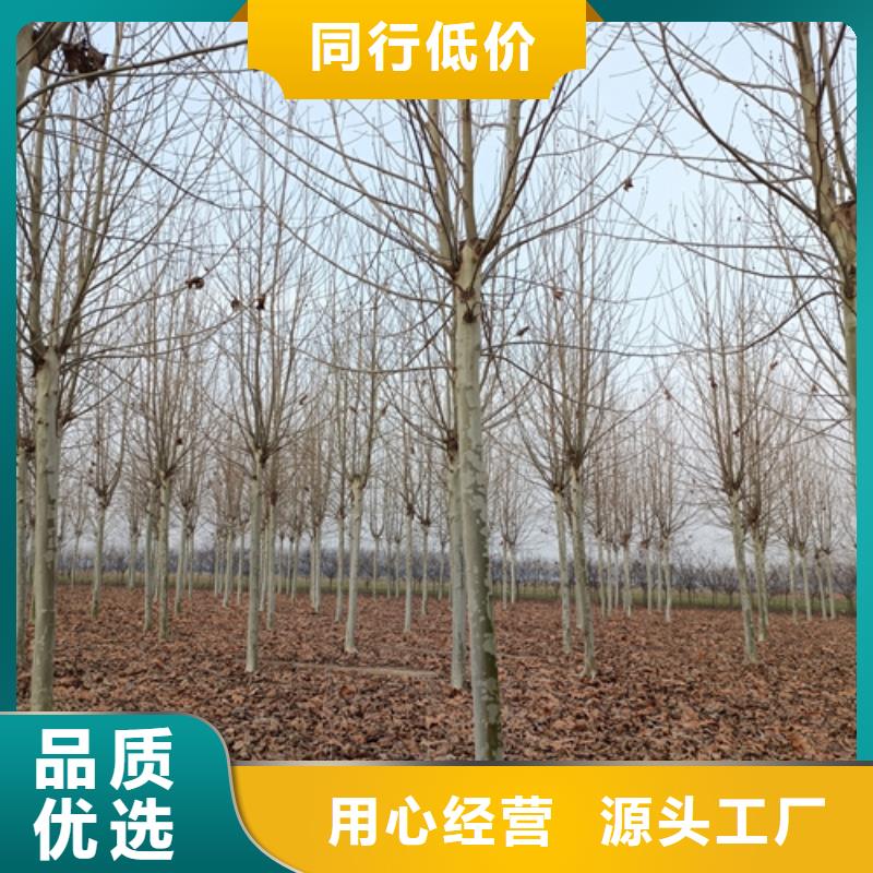 法桐价格种植基地绿化苗木