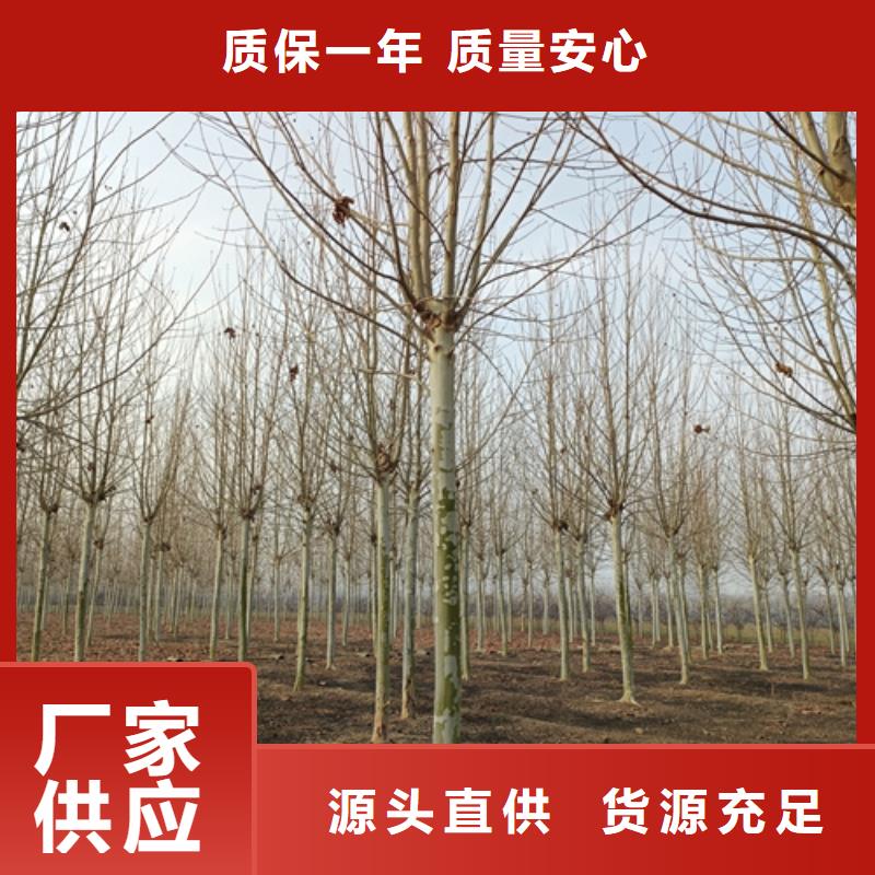 速生法桐质量保证绿化苗木