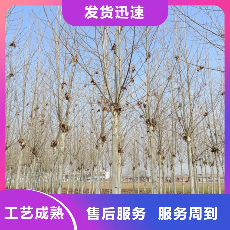 法桐小苗质量放心苗木基地