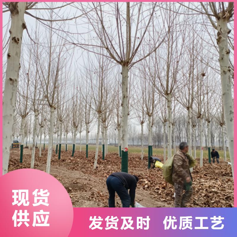 速生法桐质量放心苗木基地