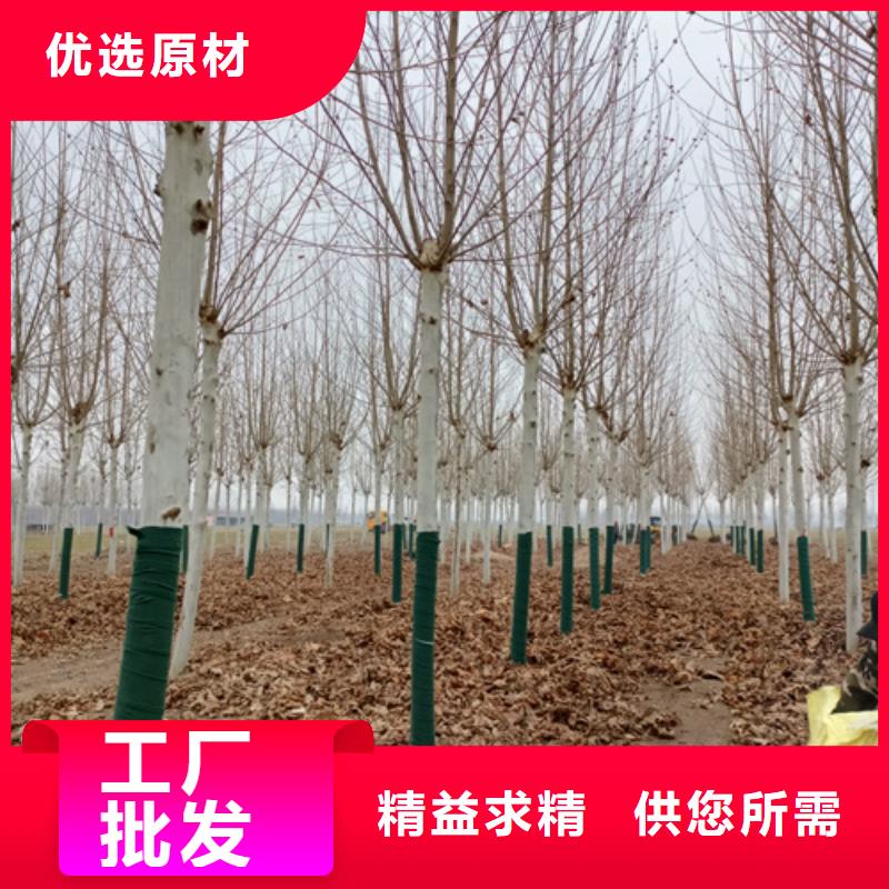 速生法桐生产商_翌昊苗木种植基地