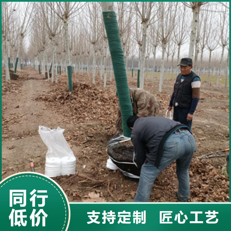 法桐小苗厂家直销-翌昊苗木种植基地