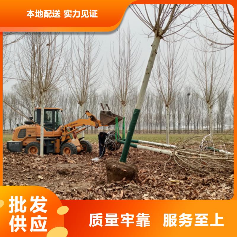 法桐价格种植基地苗木基地