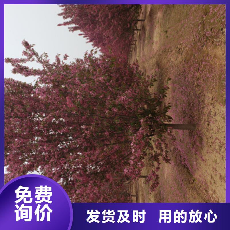 法桐小苗销售地址