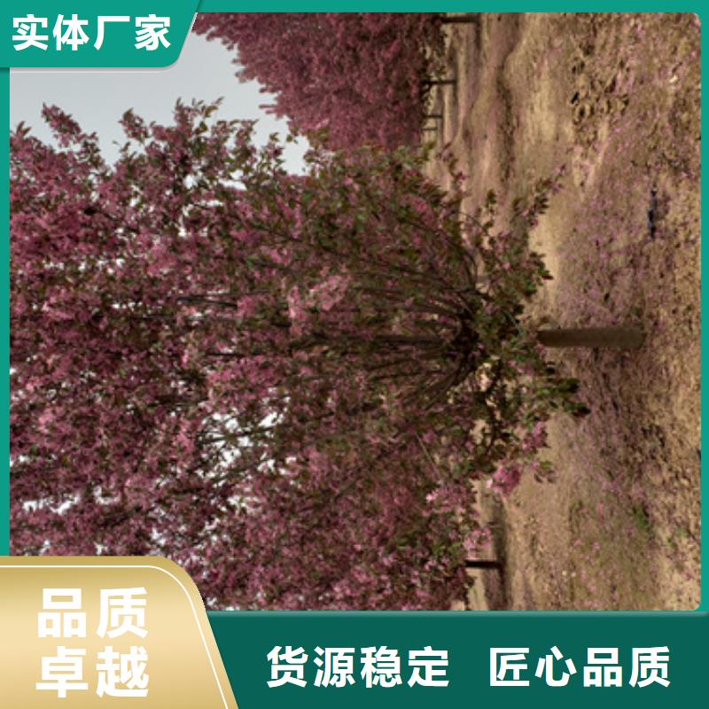 法桐价格种植基地绿化乔木