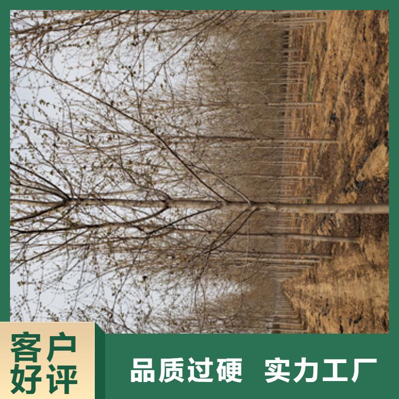 买法桐小苗认准翌昊苗木种植基地