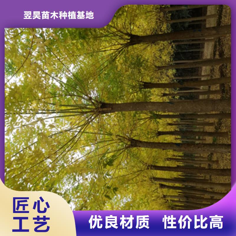 买速生法桐认准翌昊苗木种植基地