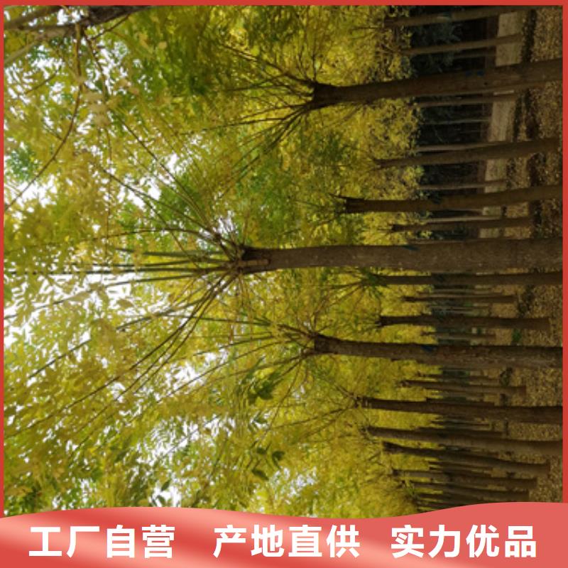 翌昊苗木种植基地法桐小苗值得信赖