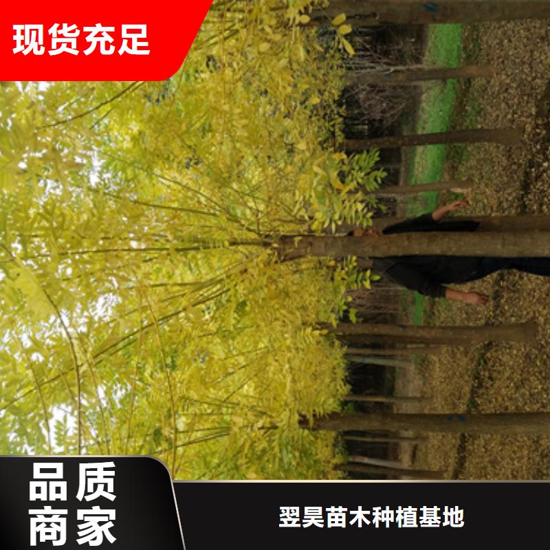 法桐种植基地绿化苗木