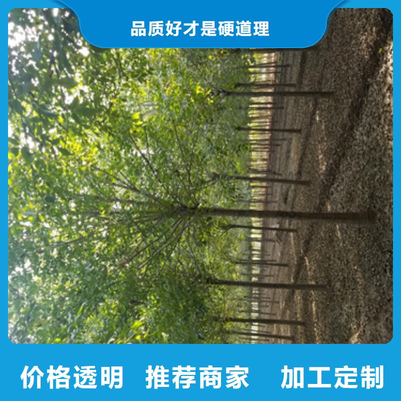 速生法桐种植基地绿化乔木