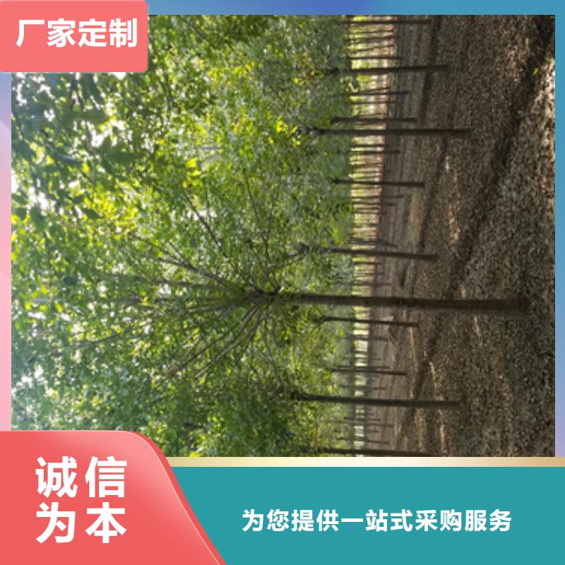 造型法桐公司_翌昊苗木种植基地