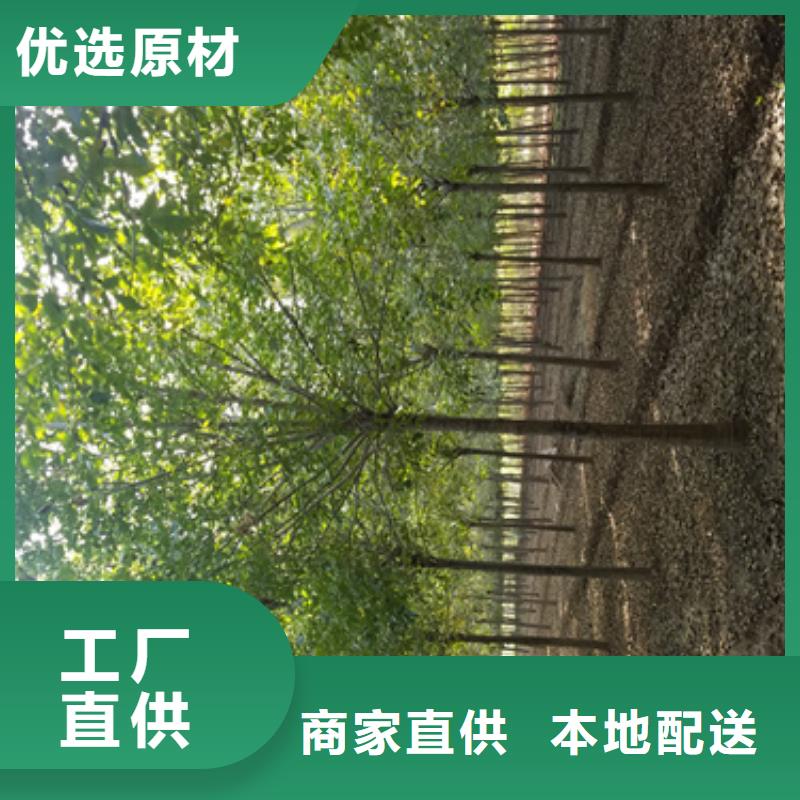 优质法桐小苗的公司