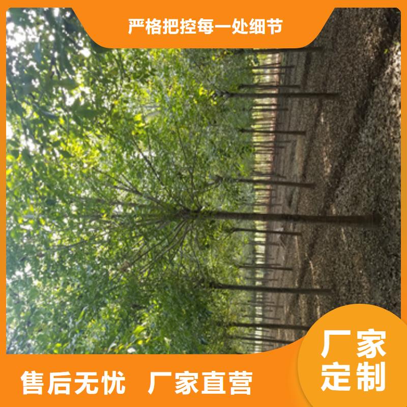 法桐价格价格优惠苗木基地