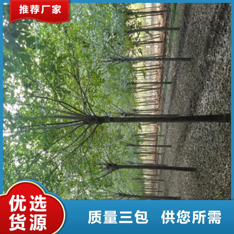 法桐价格现货供应苗木基地