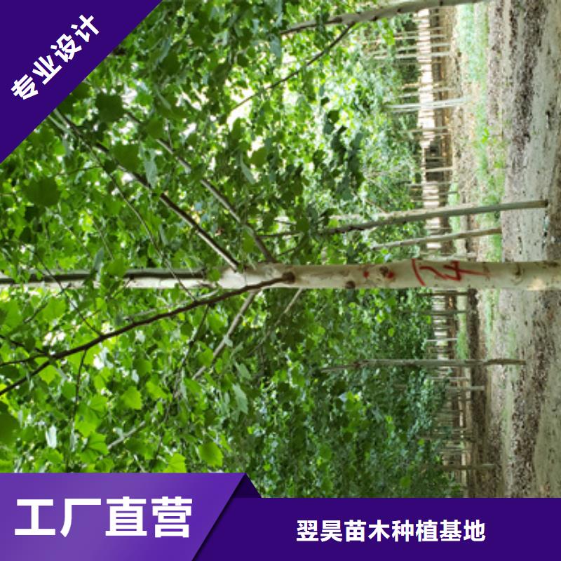 造型法桐公司_翌昊苗木种植基地