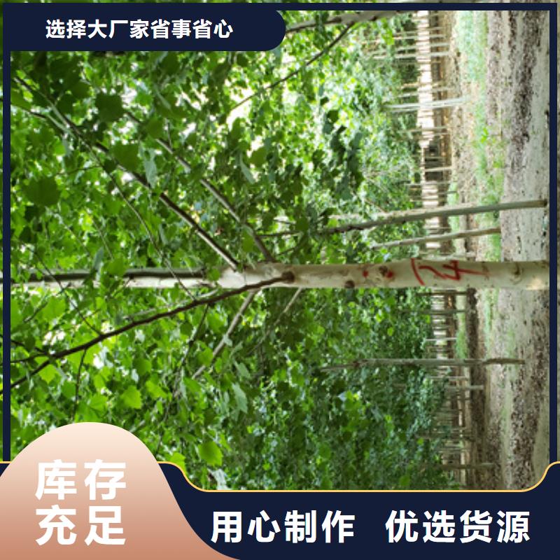 速生法桐品牌-报价_翌昊苗木种植基地