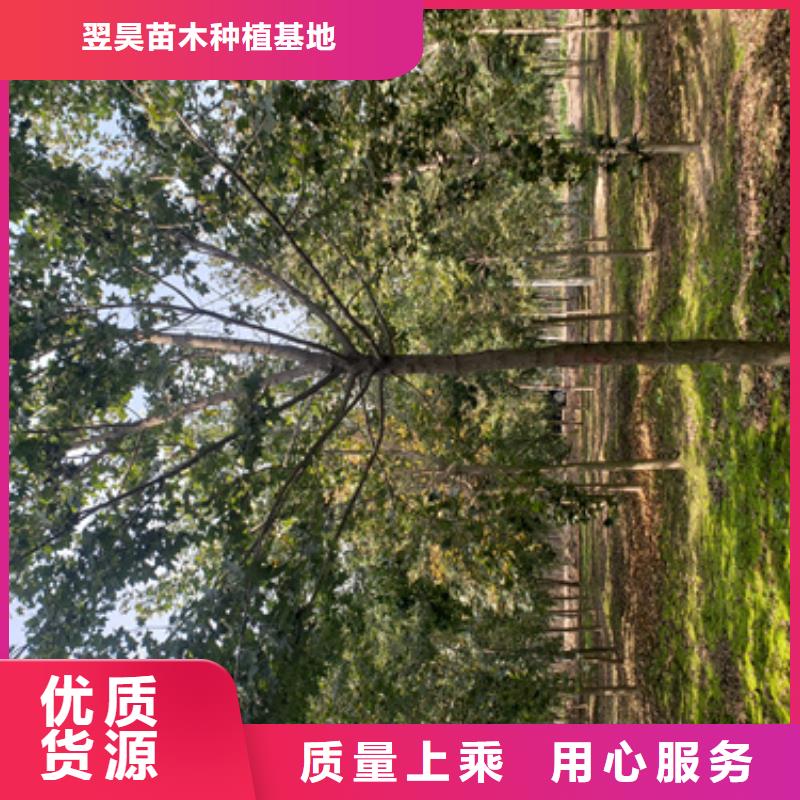 法桐小苗种植基地绿化苗木