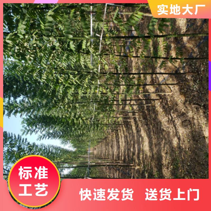 法桐小苗质量放心苗木基地