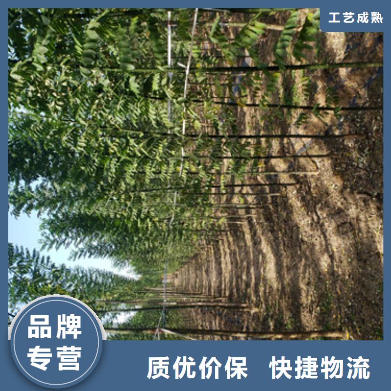 法桐小苗种植基地绿化乔木