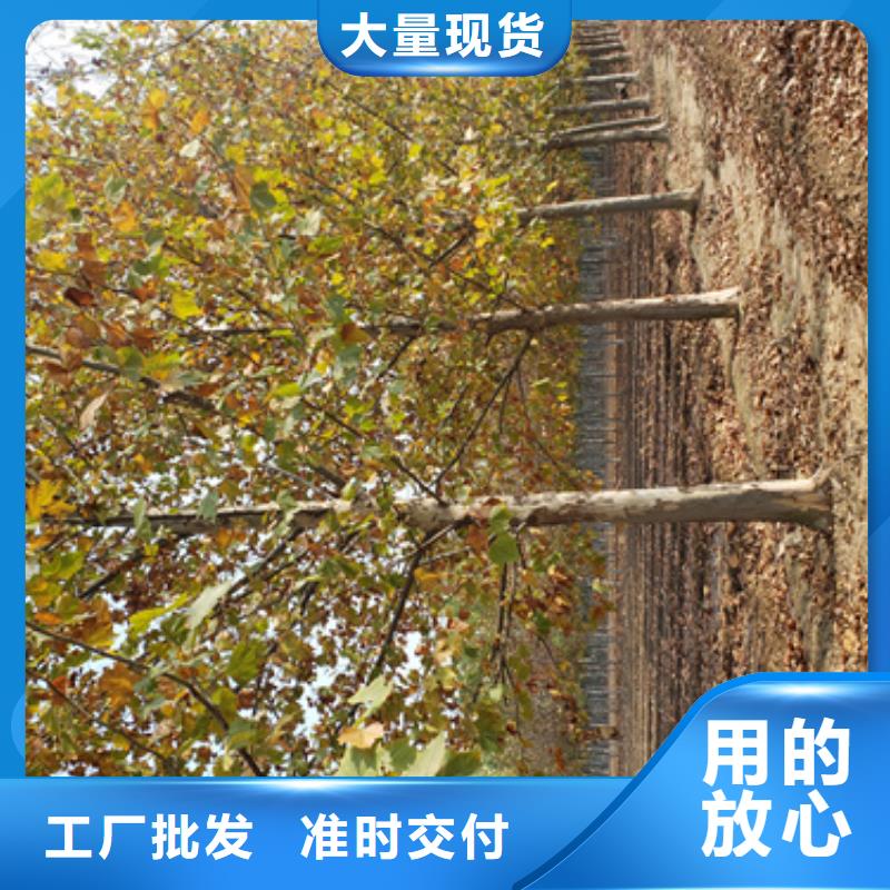 法桐价格优惠苗木基地