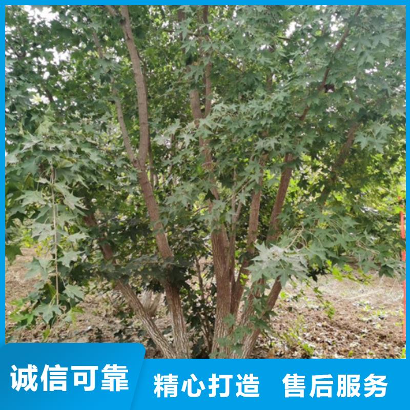 速生法桐种植基地绿化乔木