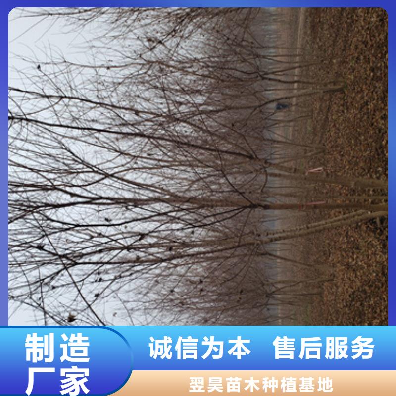 法桐种植基地绿化乔木