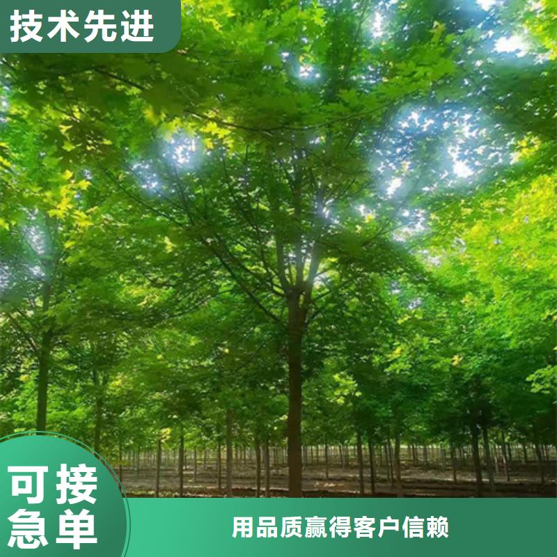 速生法桐价格合理苗木基地