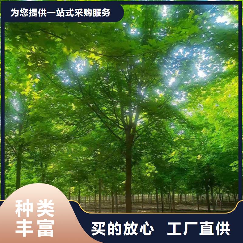 法桐价格种植基地绿化乔木