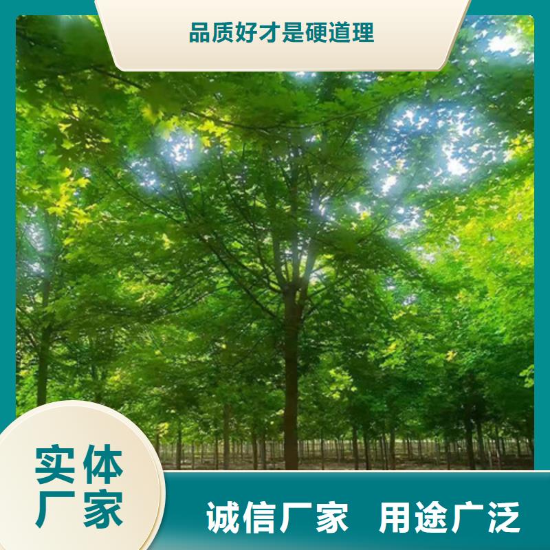 法桐小苗厂家找翌昊苗木种植基地