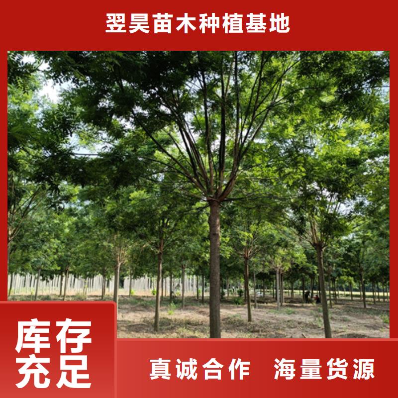 造型法桐基地绿化乔木