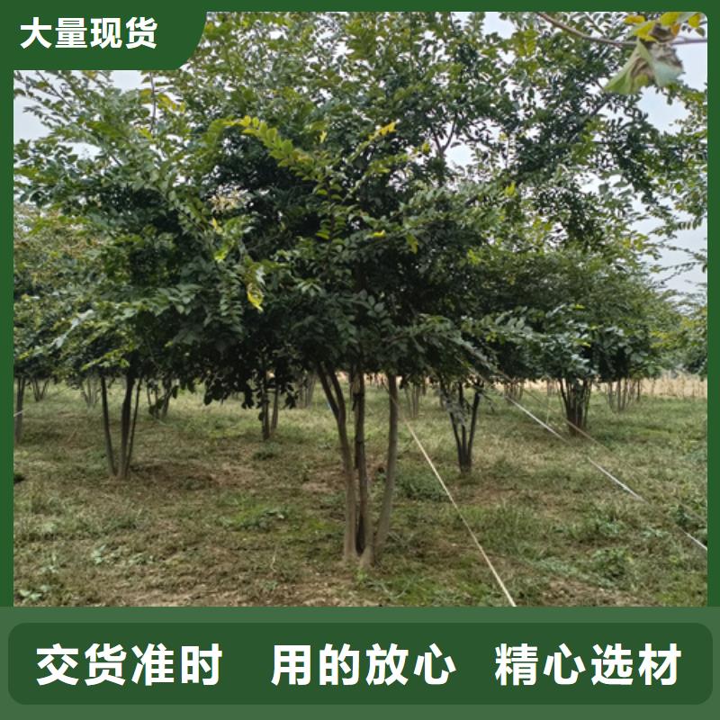 法桐小苗种植基地绿化乔木