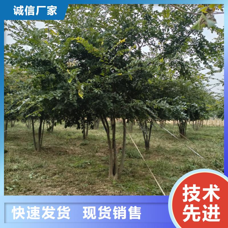 翌昊苗木种植基地法桐值得信赖