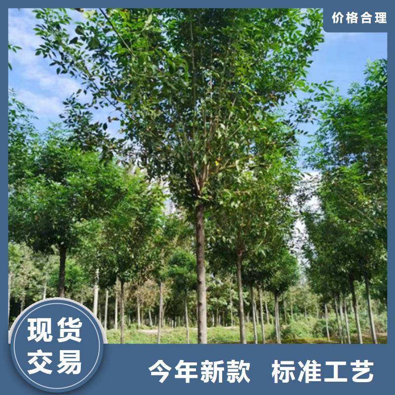 法桐价格现货供应苗木基地